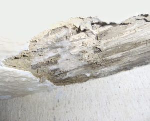 Accechmur - Problèmes d'humidité - La mérule